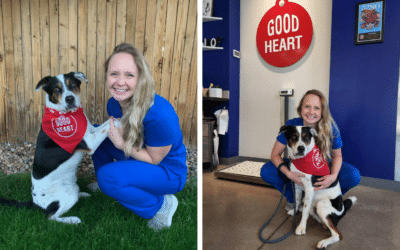 6 Common Signs of  Pet Allergies