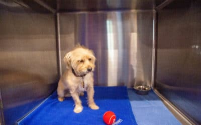 How to Cope With the Loss of a Pet