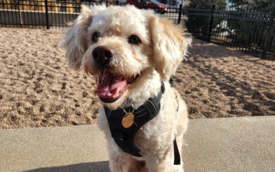 Annual Lab Tests  That Help Your Pet Thrive