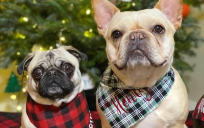 How to Pet-Proof Your  Holiday Decorations