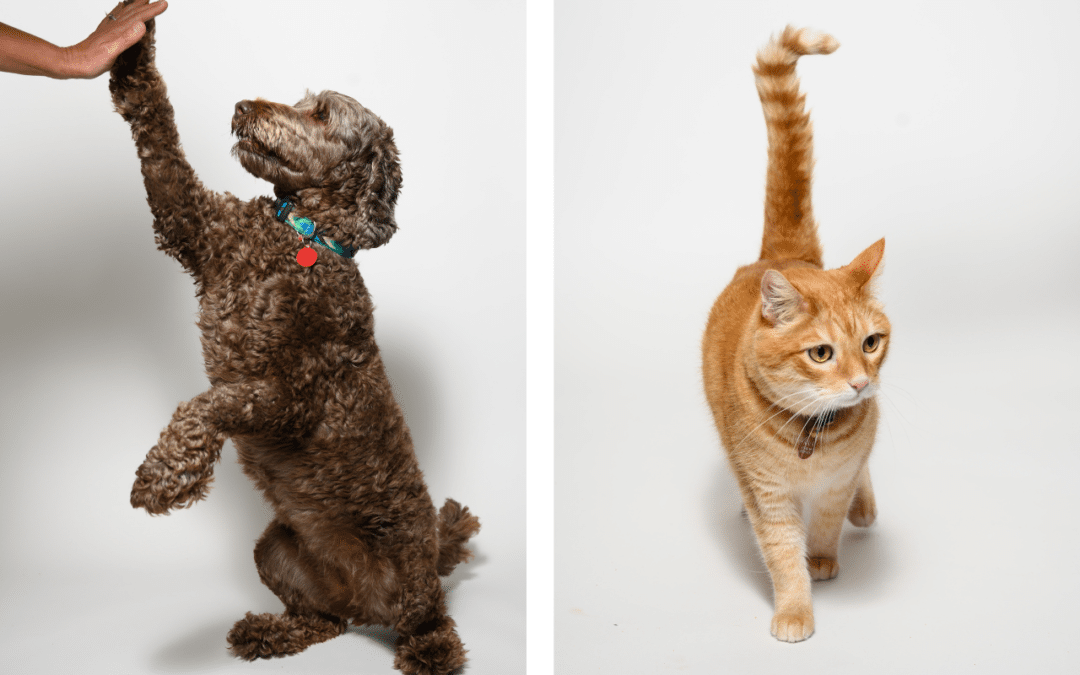 New Year’s Resolutions  From Your Pet’s Perspective