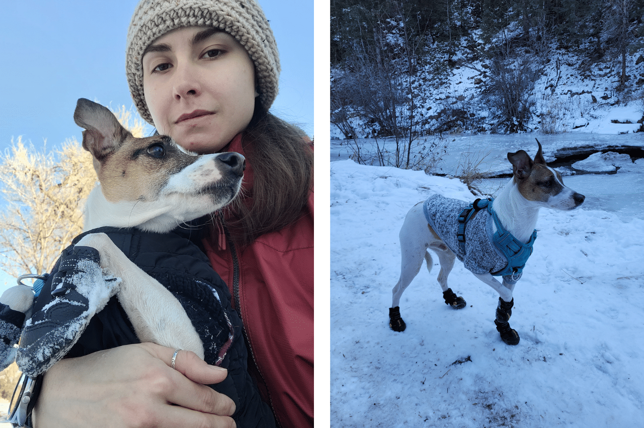 dog in the snow with booties on