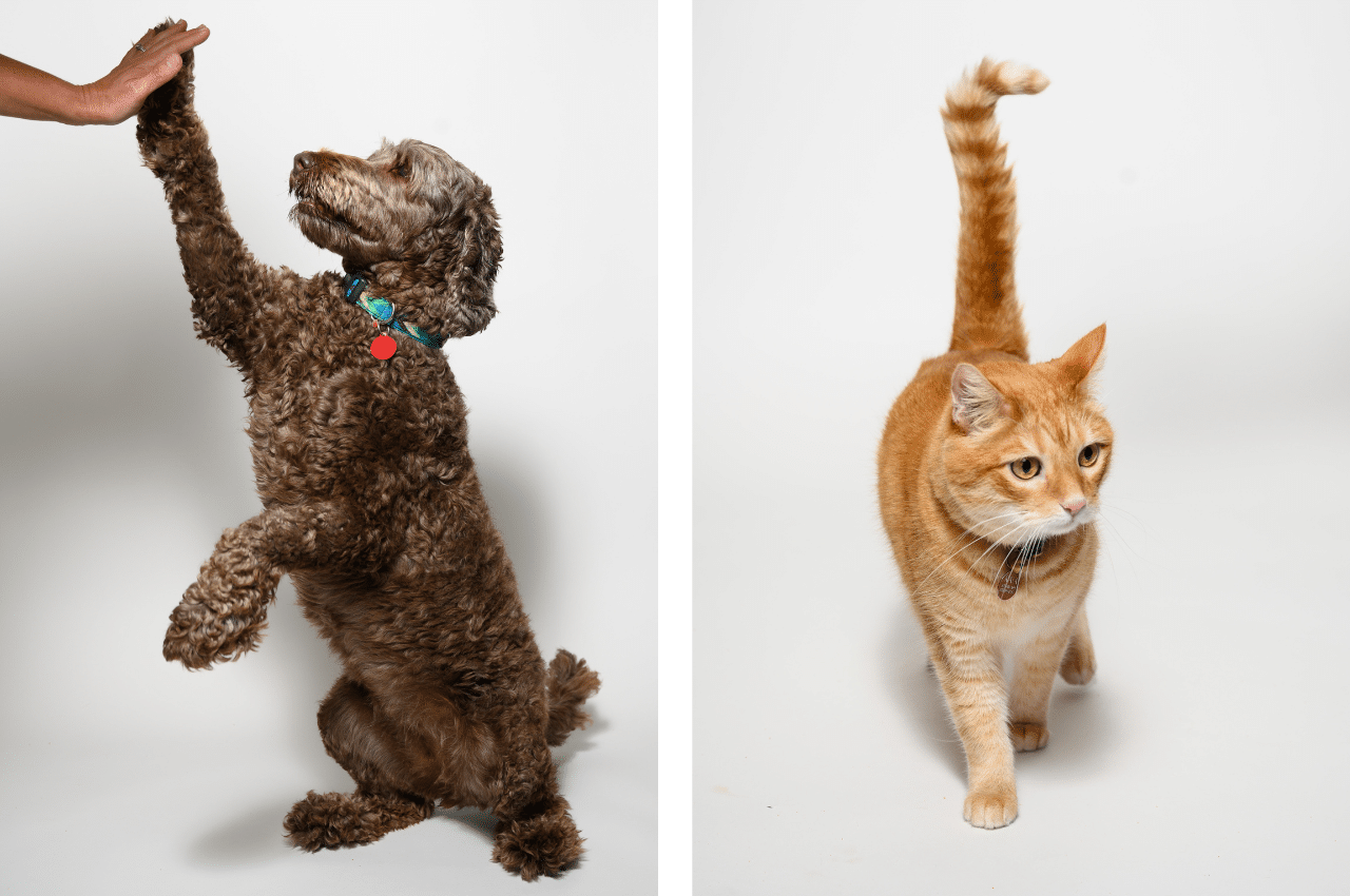 brown dog and orange cat