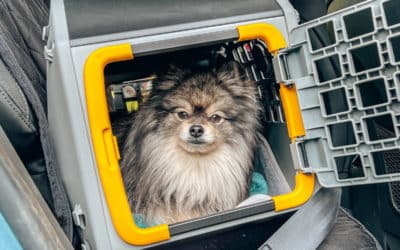 Car Safety for Dogs  Why You Need a Pet Seatbelt