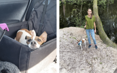 Travel Tips for Pets  How to Prepare for the Road
