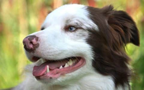 white and brown dog