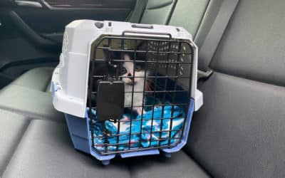 Keeping Your Cat Safe  On Car Rides