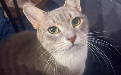 Is Your Cat Stressed?  Signs and Solutions