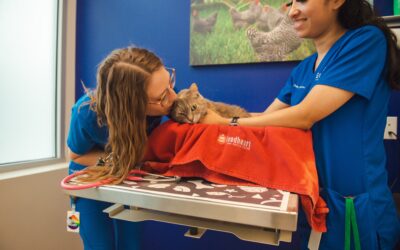 Custom Vaccine Plans  For Your Dog or Cat