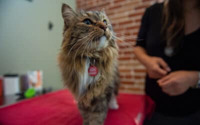 How to Find a Lost Pet  4 Tips That Work
