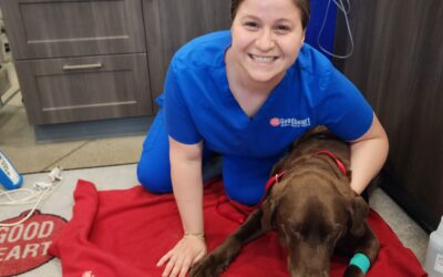 Why You Should Trust  Your Vet Over Google