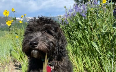 Why Dogs Eat Grass and  When to Worry