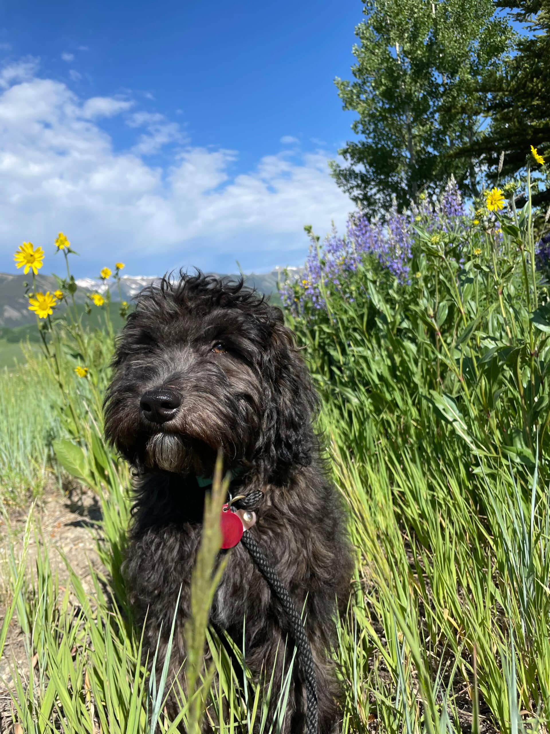 Milo the Bernadoodle in the grass