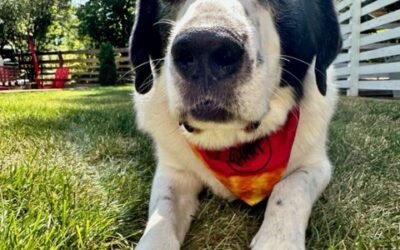 Keeping Your Deaf Pet Safe  3 Easy Tips