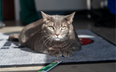 Why You Should Spay or Neuter  Your Kitten by 5 Months