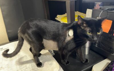 Understanding Diabetes in  Cats and Dogs