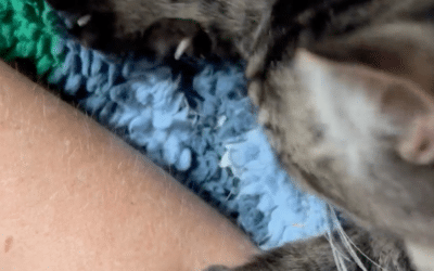 Why Cats Knead and  What It Means