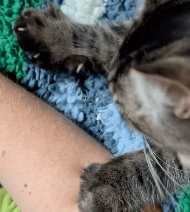 Why Cats Knead and  What It Means
