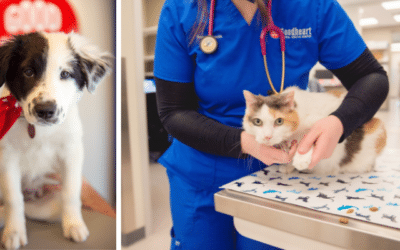 Our 4 Pillars of  Pet Wellness and Care