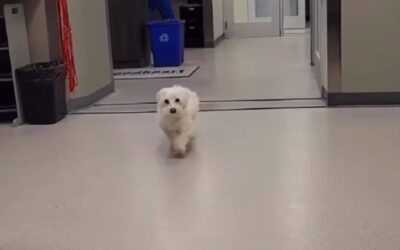 How to Help Your Pet’s Stiff  Joints in Cold Weather
