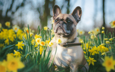Spring Wellness Tips for  Dogs and Cats