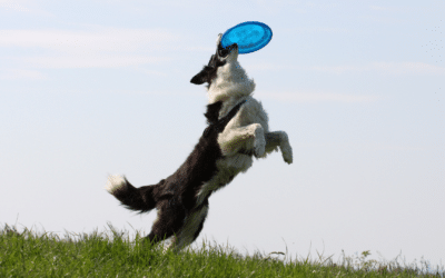 Too Much Exercise?  How to Keep Your Dog Safe