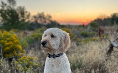 How to Tell If Your Dog or Cat  Has an Ear Infection