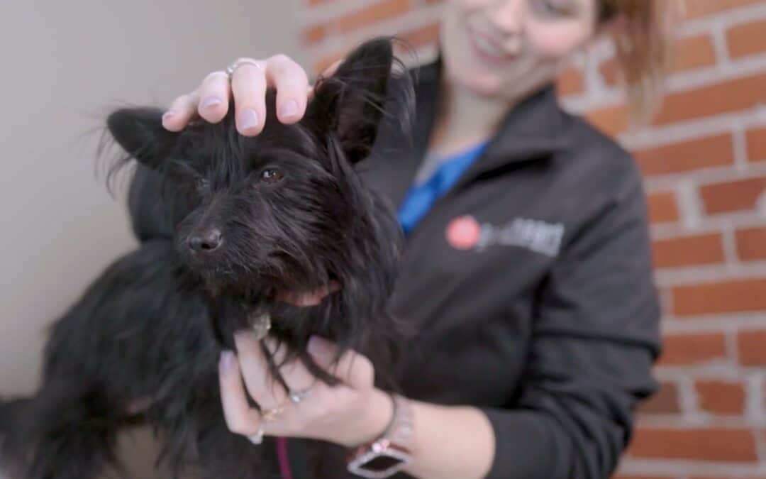 Why Your Dog Might Refuse  Food and What to Do