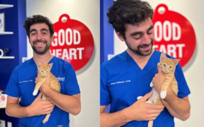 What to Do When  Your Cat Stops Eating