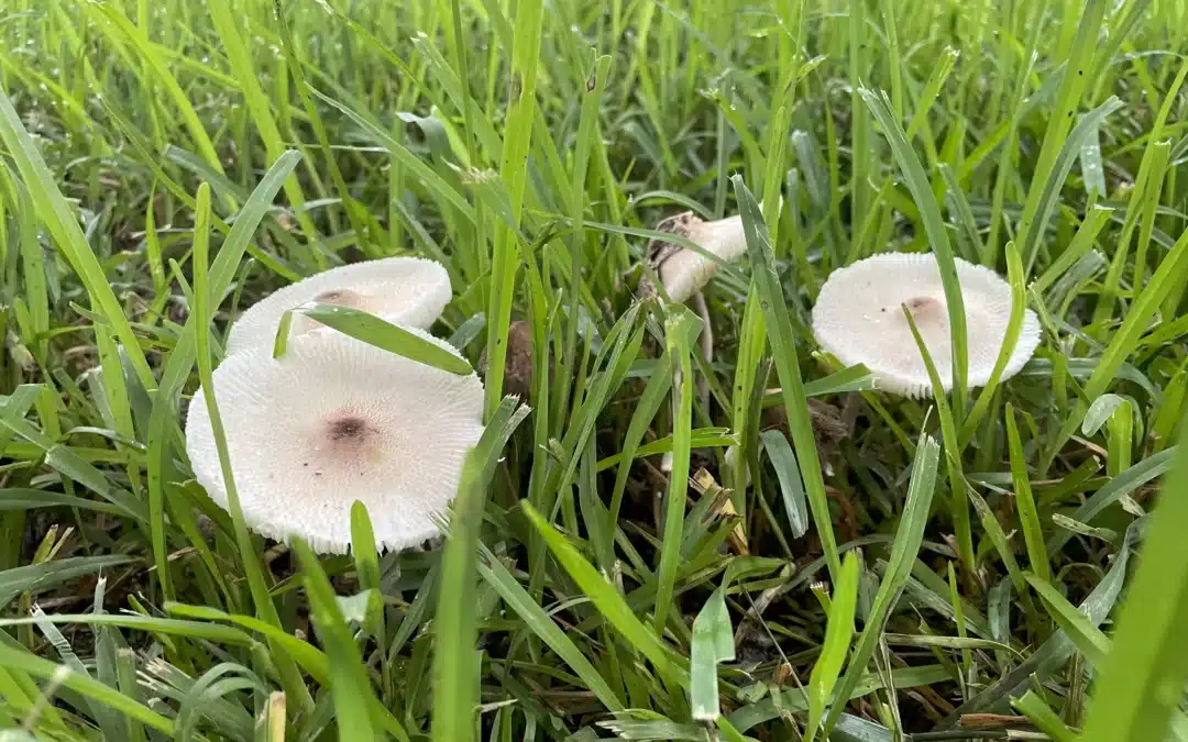 Why Garden Mushrooms Are  Dangerous for Pets