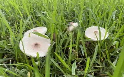 Why Garden Mushrooms Are  Dangerous for Pets