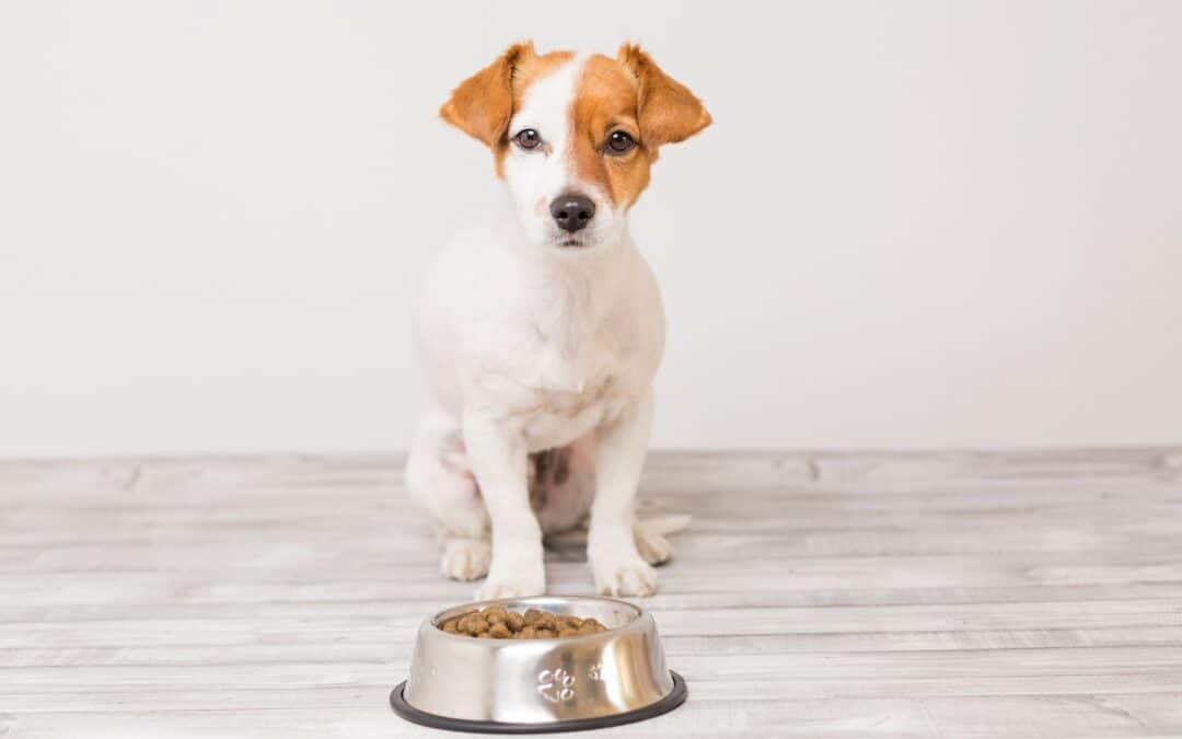 Are Grain-Free Diets  Safe for Your Dog?