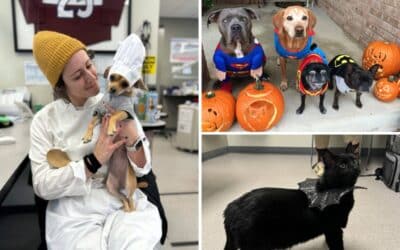 🎃 Fear Free Costume Tips for Pets