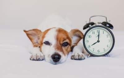 Can Pets Tell Time? The Science Behind Animal Time Perception