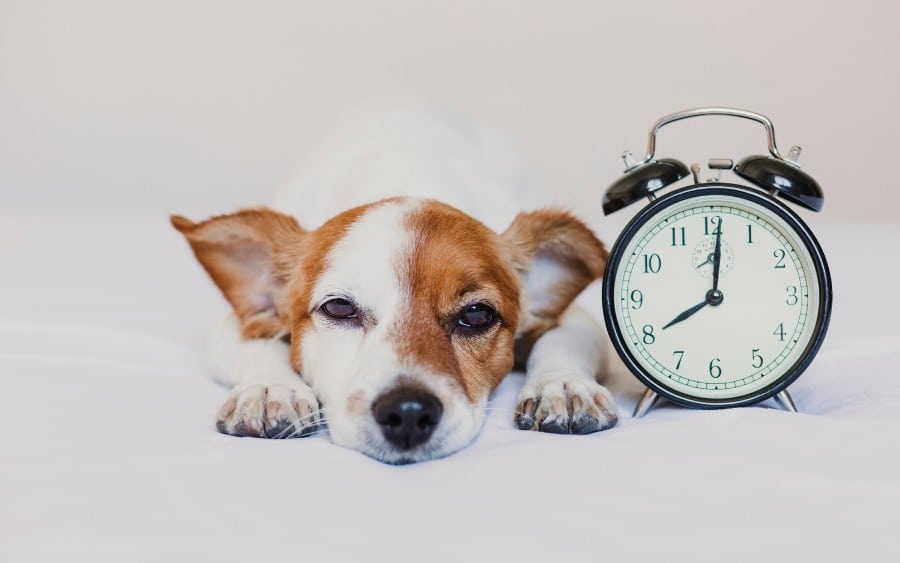 Cute Dog Lying on Bed with an Alarm Clock