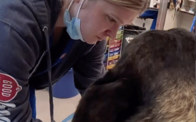 More Than a Cleaning: How Goodheart Approaches Pet Dental Care