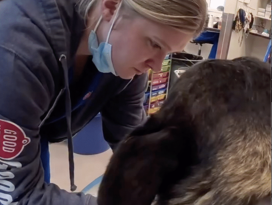 More Than a Cleaning: How Goodheart Approaches Pet Dental Care